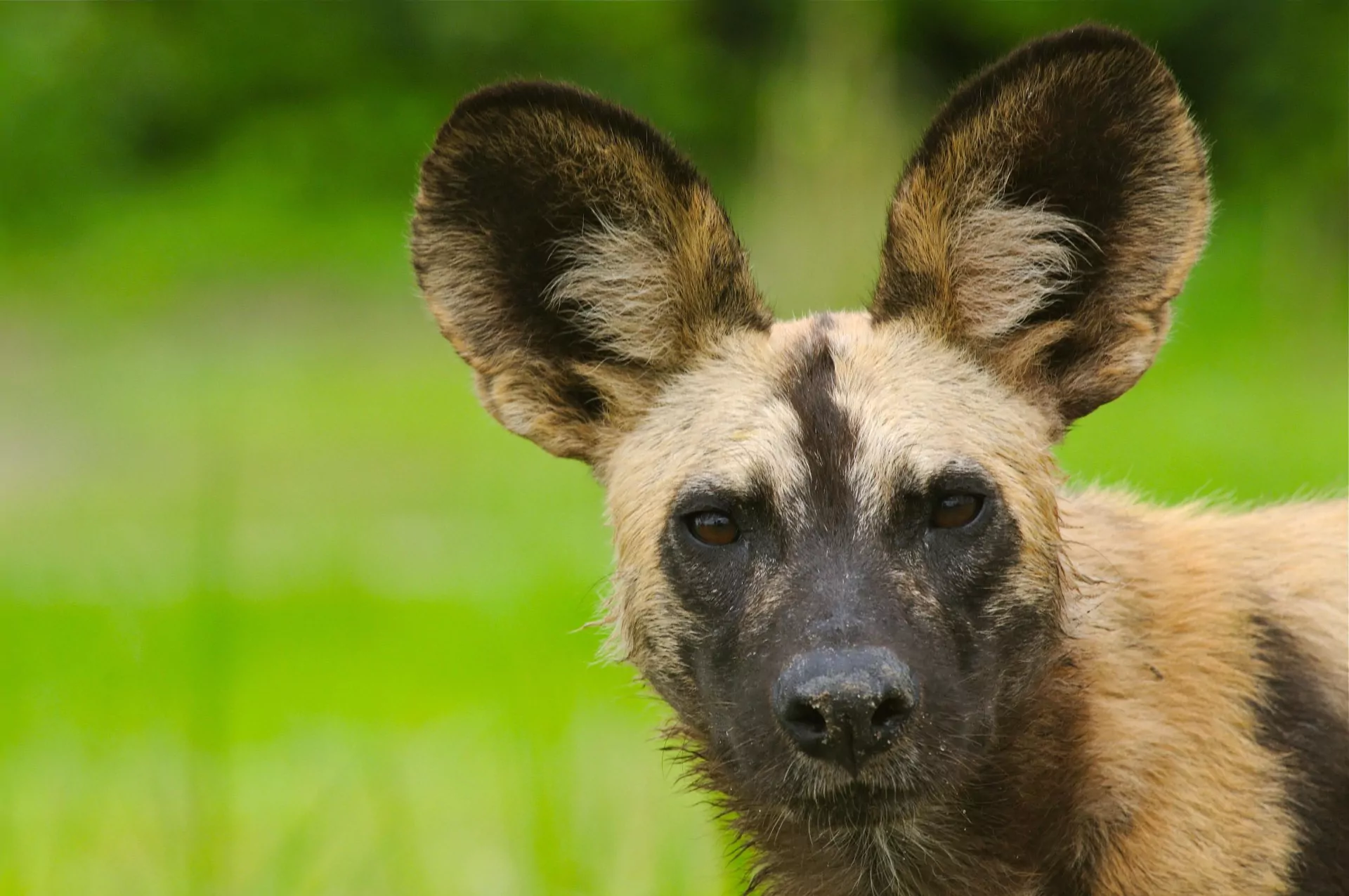 Sambia Gruppenreise Wildhund