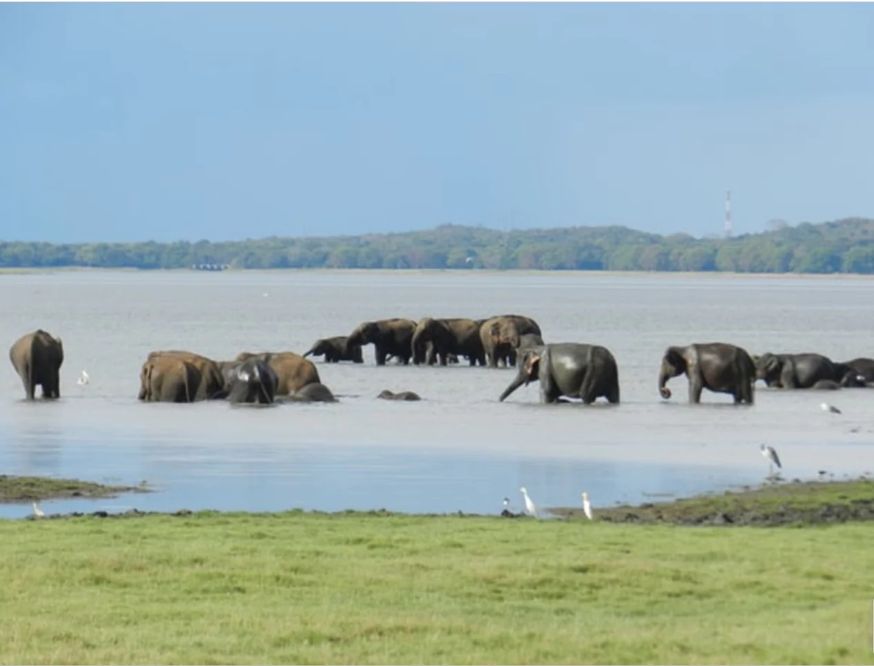 Sri Lanka Rundreise und Baden Nandi Elefanten im See