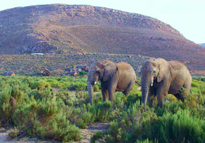Panorama Route Südafrika Mpongo Game Reserve