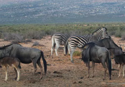 Panorama Route Südafrika Swasiland Zebras