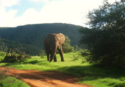 Südafrika Safari Eastern Cape Addo Elephant Nationalpark Elefant