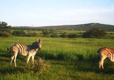 Südafrika Safari Eastern Cape Addo Elephant Nationalpark Zebras