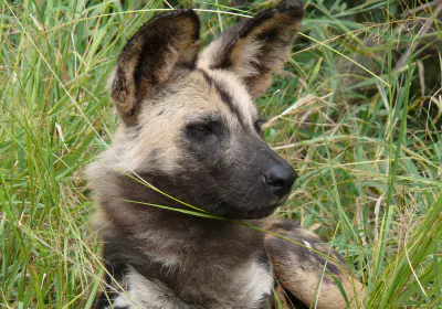 Südafrika Safari Kwazulu Natal Hluhluwe iMfolozi Park Wildhund