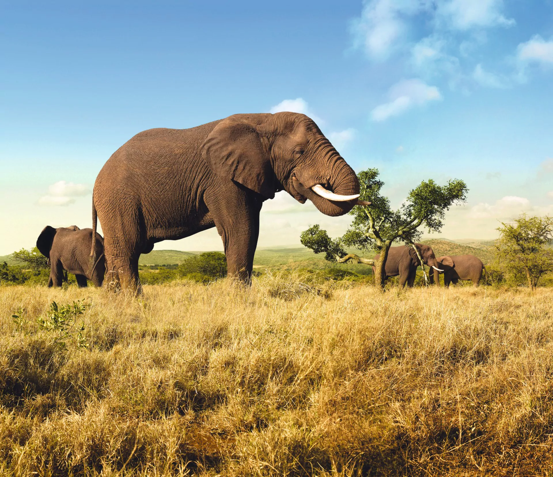 Suedafrika_Safari_Mpumalanga_Sabie_Sands_Kruger_Nationalpark_Elefant_01_Chamaleon