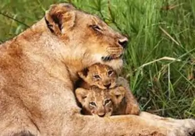 Südafrika Safari Mpumalanga Sabie Sands Kruger Nationalpark Löwin mit Baby