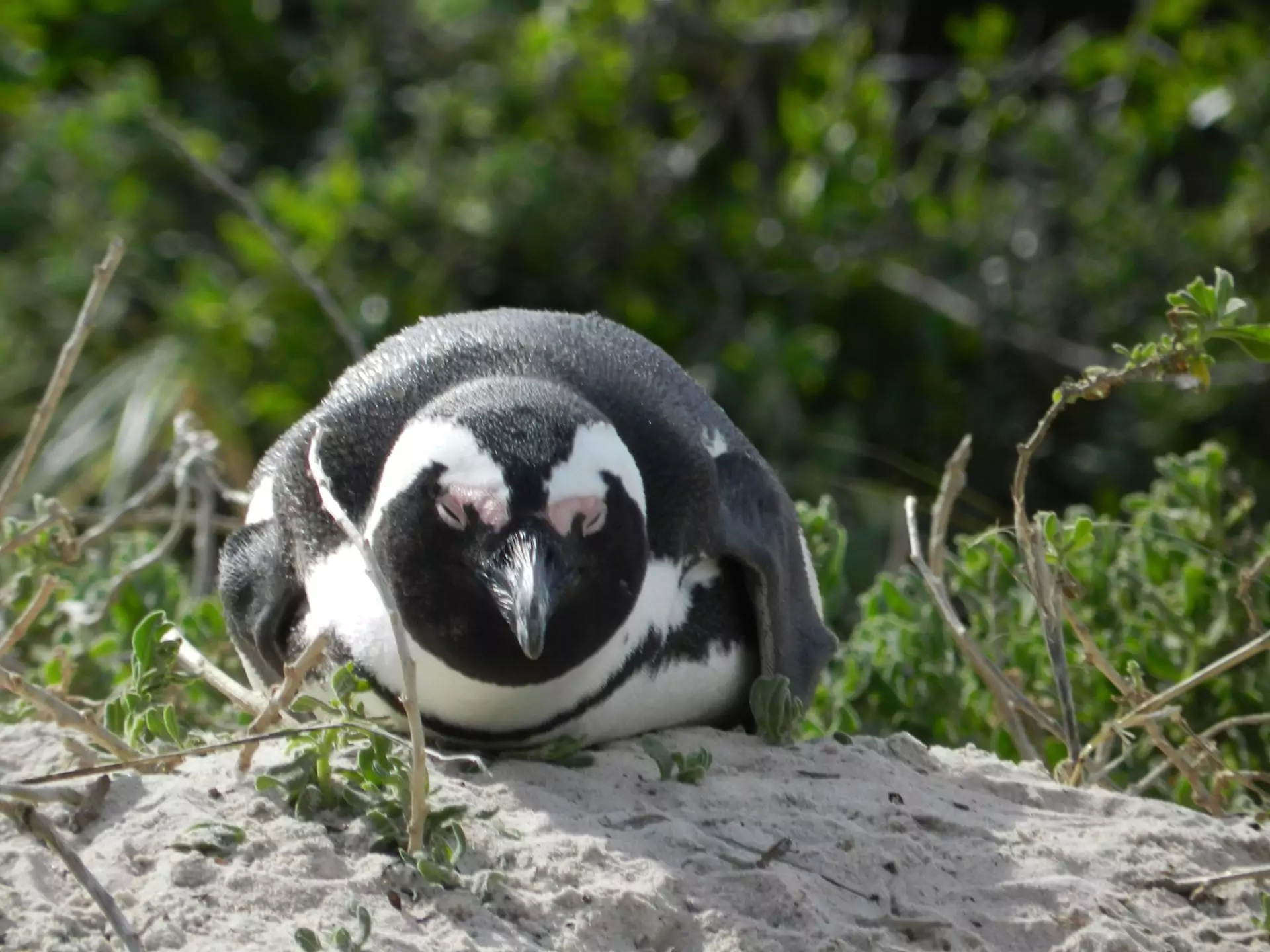 Südafrika Safari Western Cape Boulders Beach Pinguine