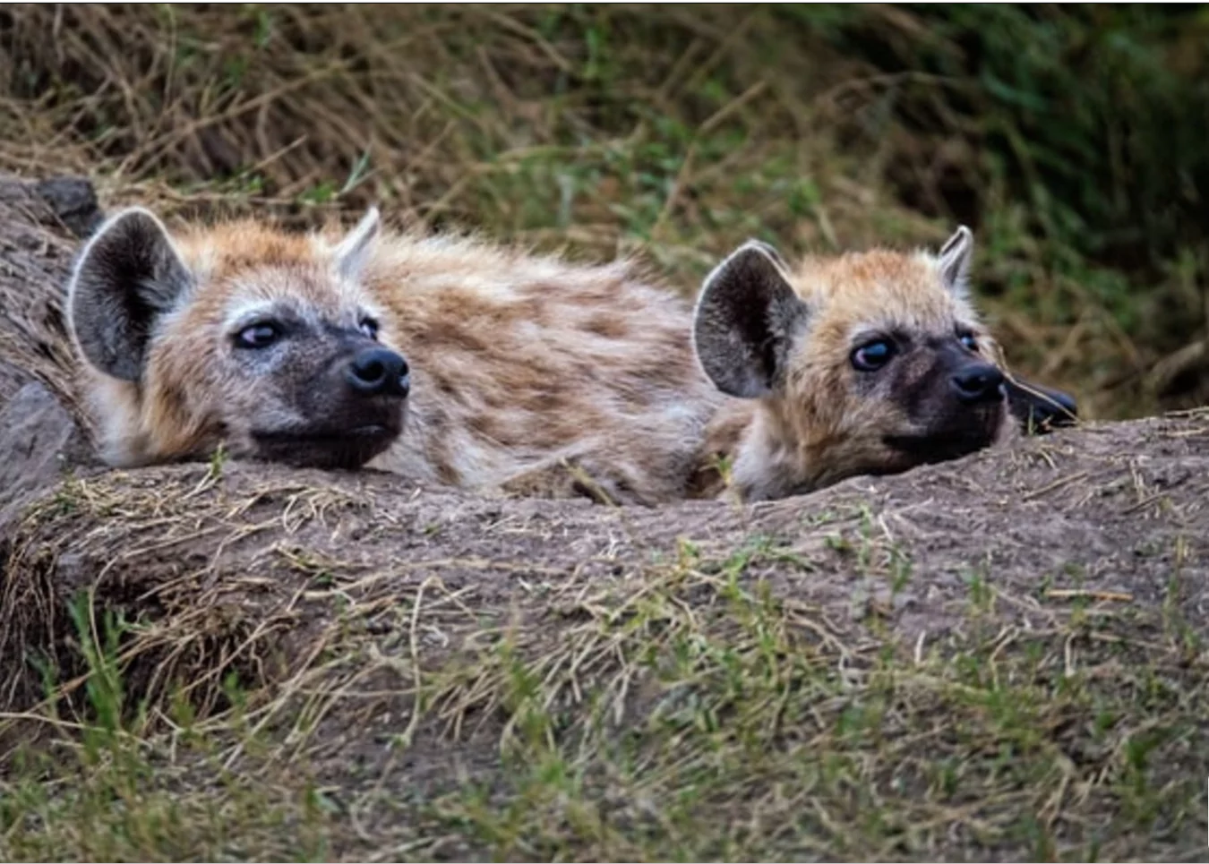 Tansania Safari Fisi Hyänen