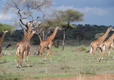 Tansania Safari Grumeti Wildreservat Giraffen