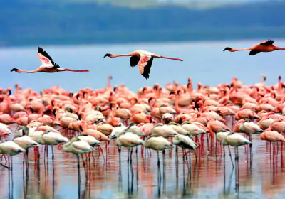 Tansania Selbstfahrer Reise Lake Manyara Nationalpark Flamingos
