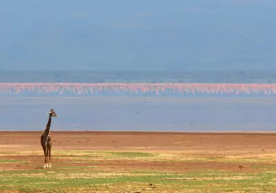 Tansania Safari Lake Manyara Nationalpark Giraffe und Flamingos