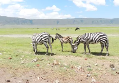 Tansania Safari Ngorongoro Krater Zebras