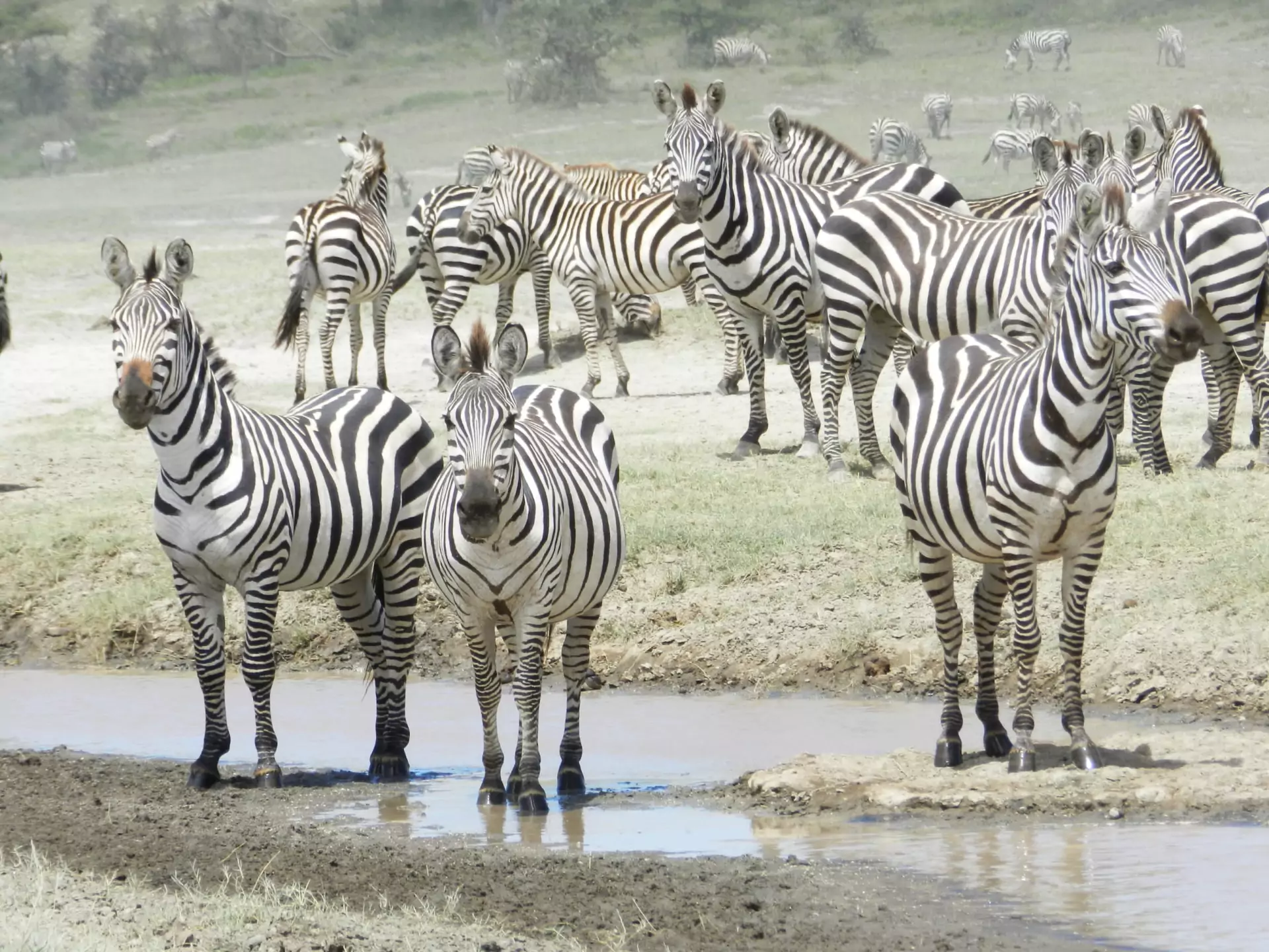 Safari Tansania Serengeti intensiv Zebras am Wasser
