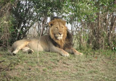 Tansania Safari Serengeti Nationalpark Löwe