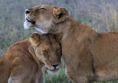 Tansania Safari Serengeti Nationalpark Löwenpaar