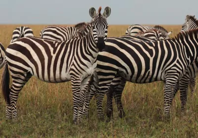 Tansania Safari Serengeti Nationalpark Zebras