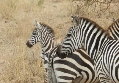 Tansania Safari Serengeti Nationalpark Zebras