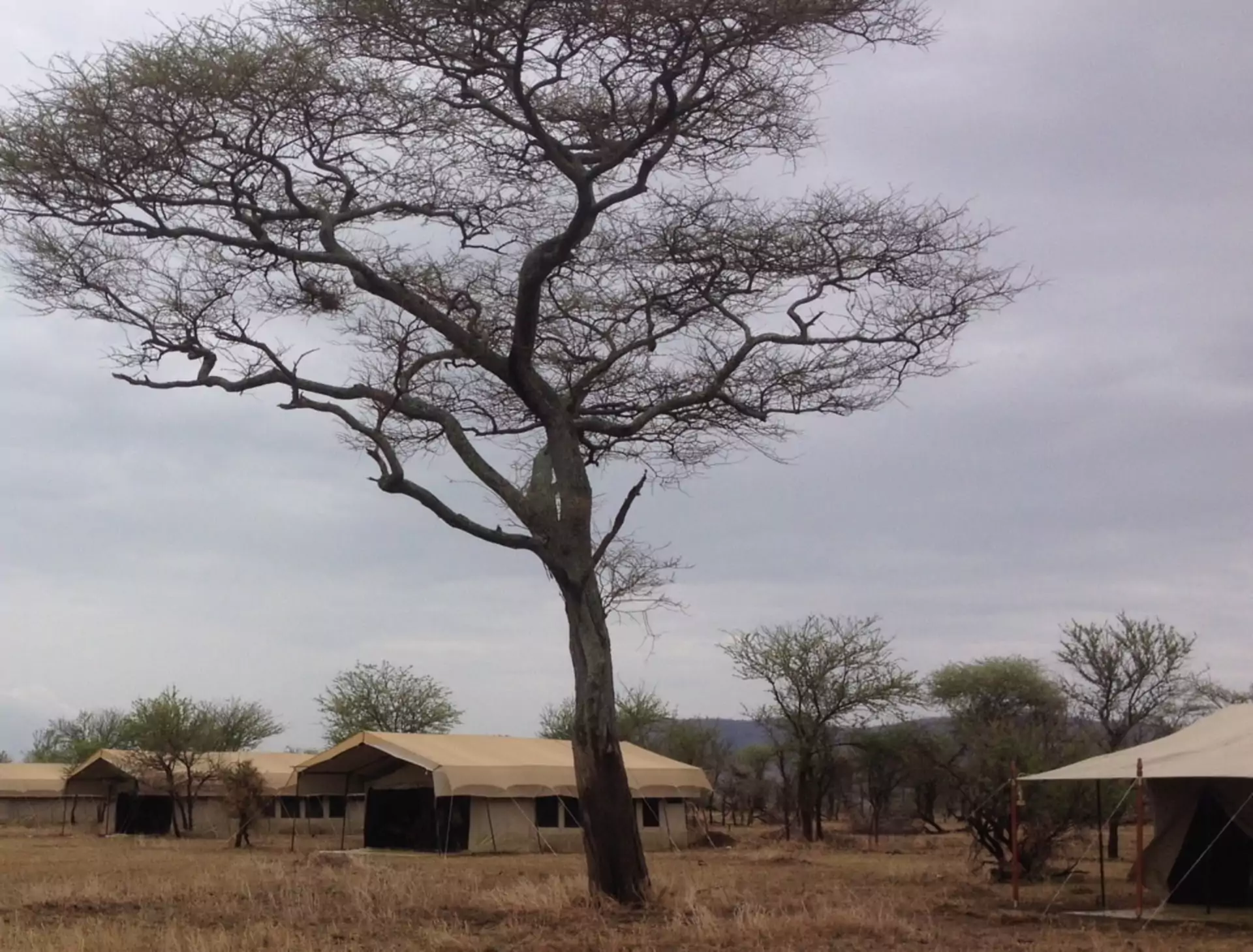 Tansania Safari Serengeti Thorn Tree Camp Zelte