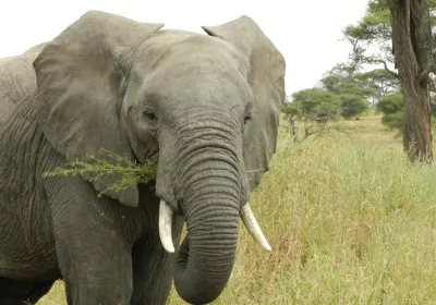 Tansania Safari Tarangire Nationalpark Elefant