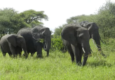 Tansania Selbstfahrer Reise Tarangire Nationalpark Elefantenherde