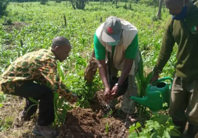 Uganda Aktivreise Tukio Bugoma Forest Baum pflanzen