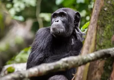 Uganda Aktivreise Tukio Kibale Nationalpark Schimpanse