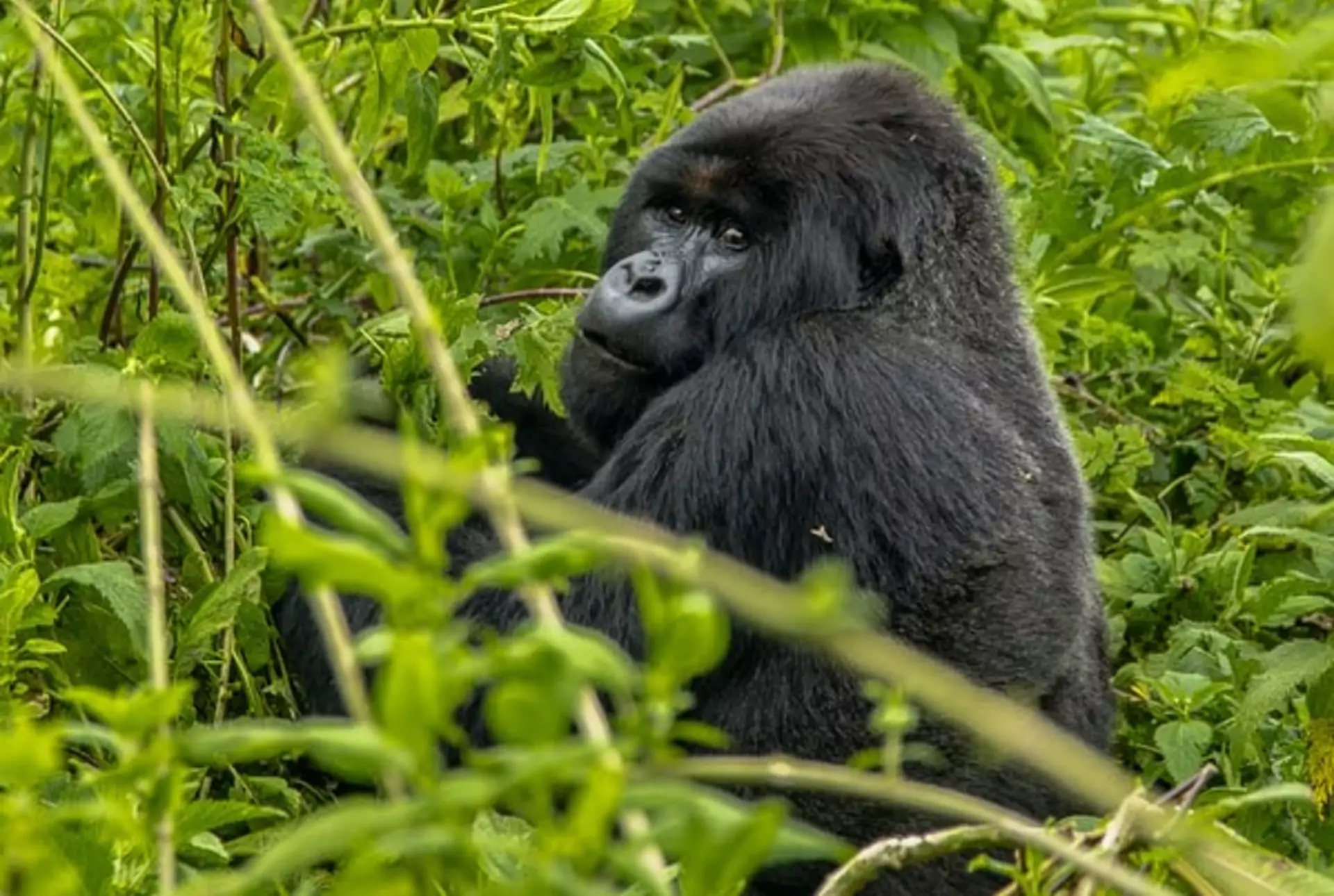 Uganda Rundreise Bwindi Nationalpark Gorilla