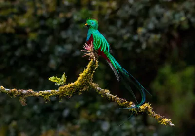 costa rica flitterwochen quetzal
