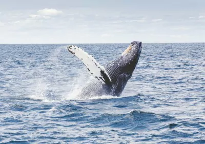 costa rica flitterwochen tierbeobachtung buckelwal