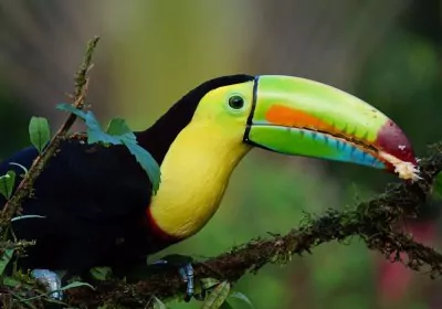 Costa Rica Reisen fauna tukan