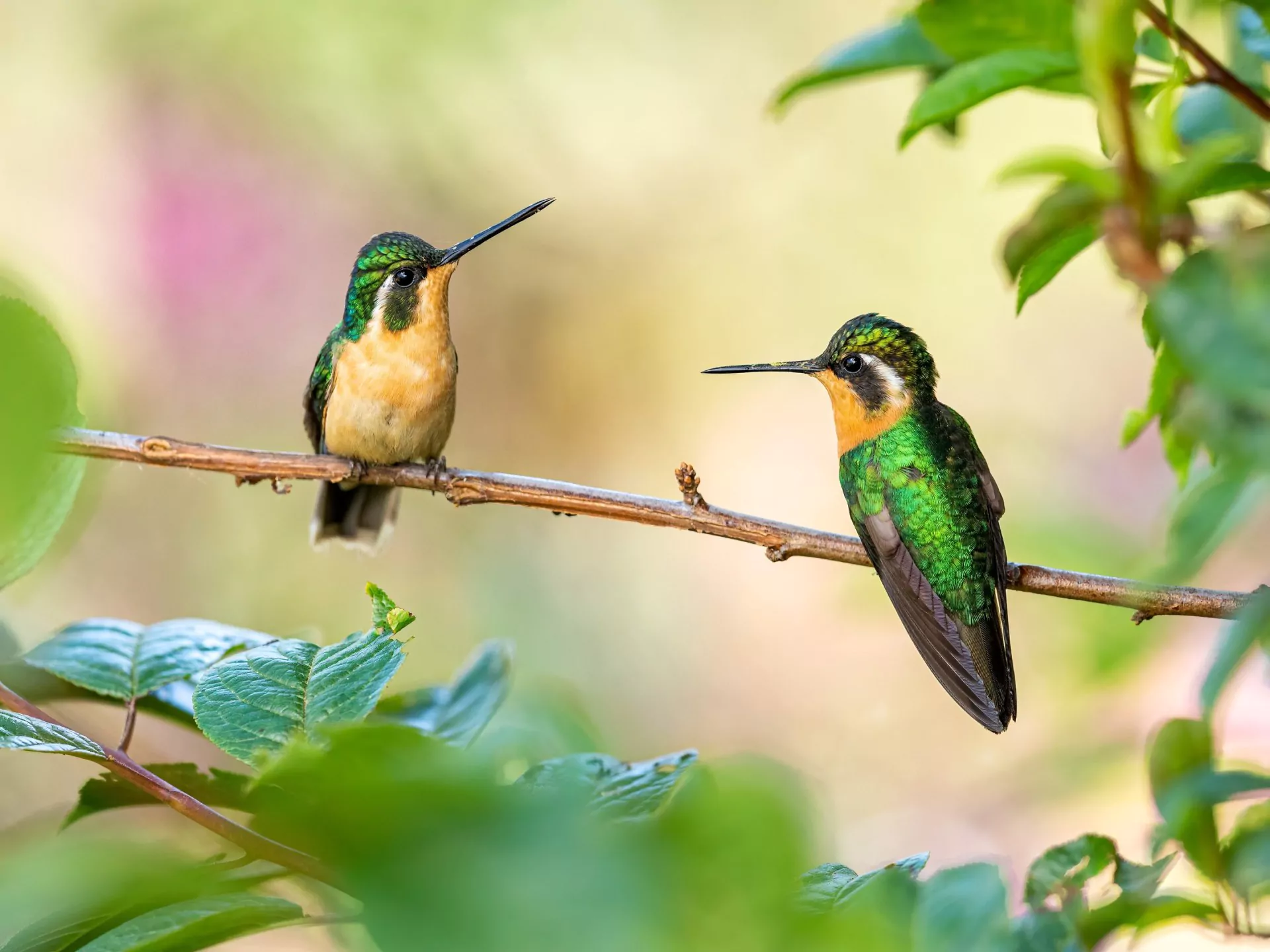 costa rica rundreise colibri 2 kolibris