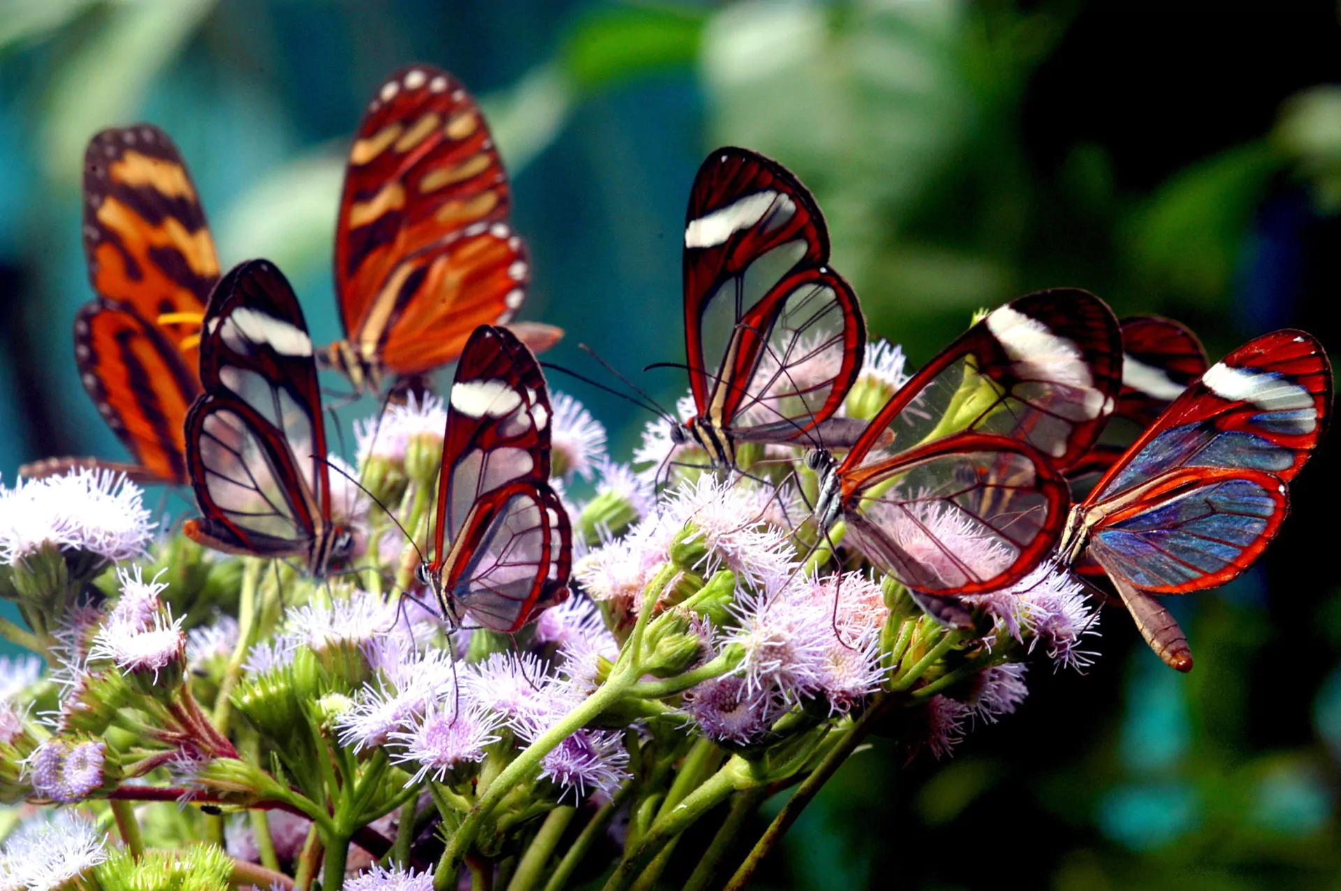 Rundreise und Baden Costa Rica mariposa glasflugelfalter