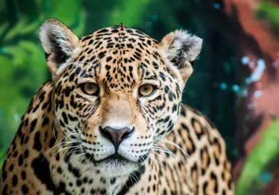 costa rica rundreisen fauna Jaguar nahaufnahme