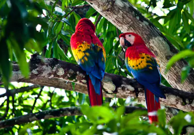costa rica rundreisen fauna Vogel papagei Scarlet Macaw