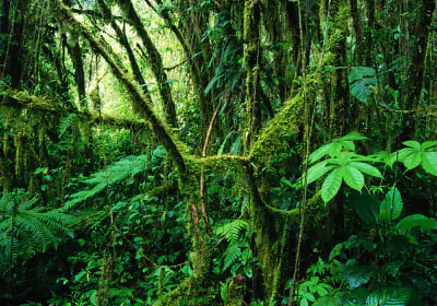 costa rica rundreisen Monteverde moose und farne im monteverde nebelwald