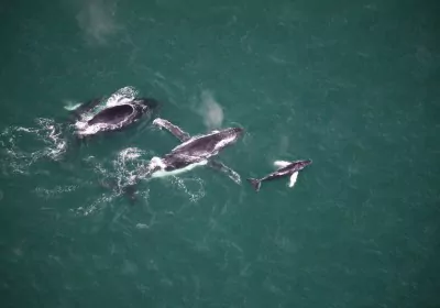 costa rica rundreisen Sudpazifik dominical fauna wale ballena
