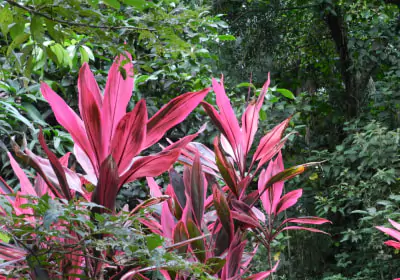 costa rica rundreisen Tortuguero tropische vegetation