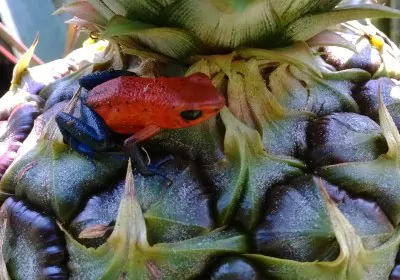 costa rica rundreisen blue jeans frog erdbeerfroschchen auf der Finca