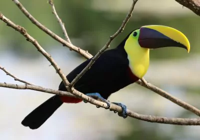 costa rica rundreisen boca tapada fauna vogel tukan auf ast gelber schnabel maquenque eco lodge