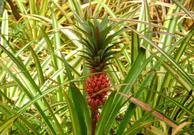 costa rica rundreisen flora ananas