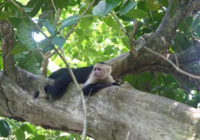 costa rica rundreisen manuel antonio nationalpark liegender Affe