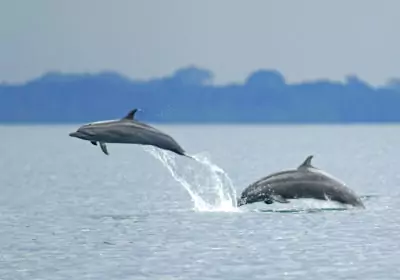 costa rica rundreisen playa nicuesa delfine