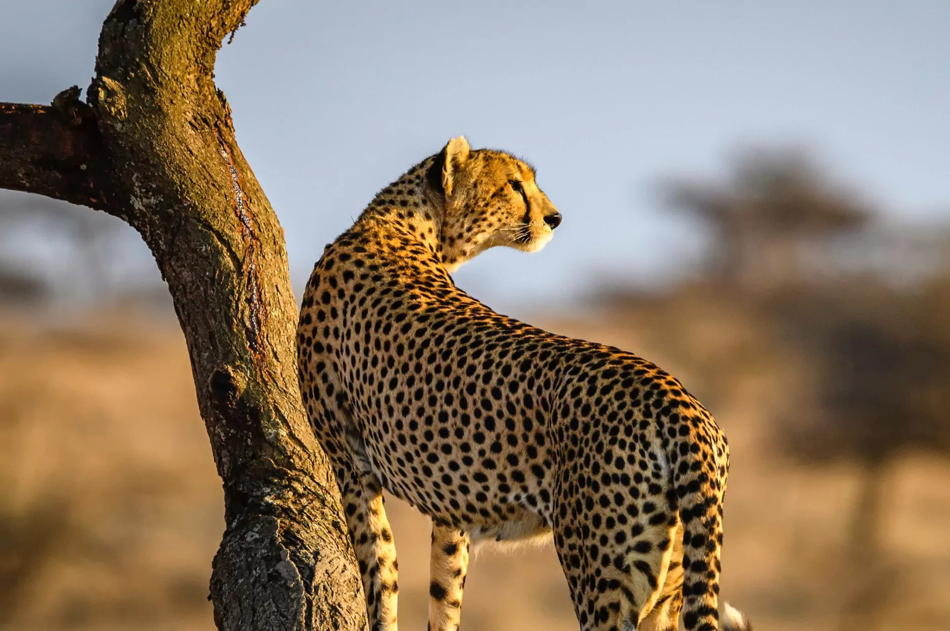 Kenia Safari Gepard an Baum