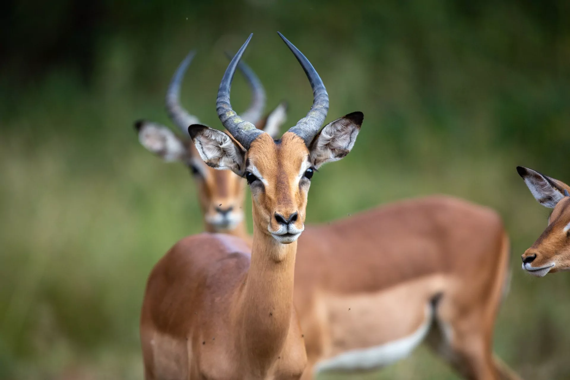 kenia safari und baden swala pala impalas in der wildnis