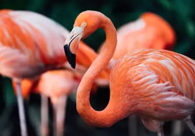 mexiko Gruppenreise yucatan highlights flamingo in celestun