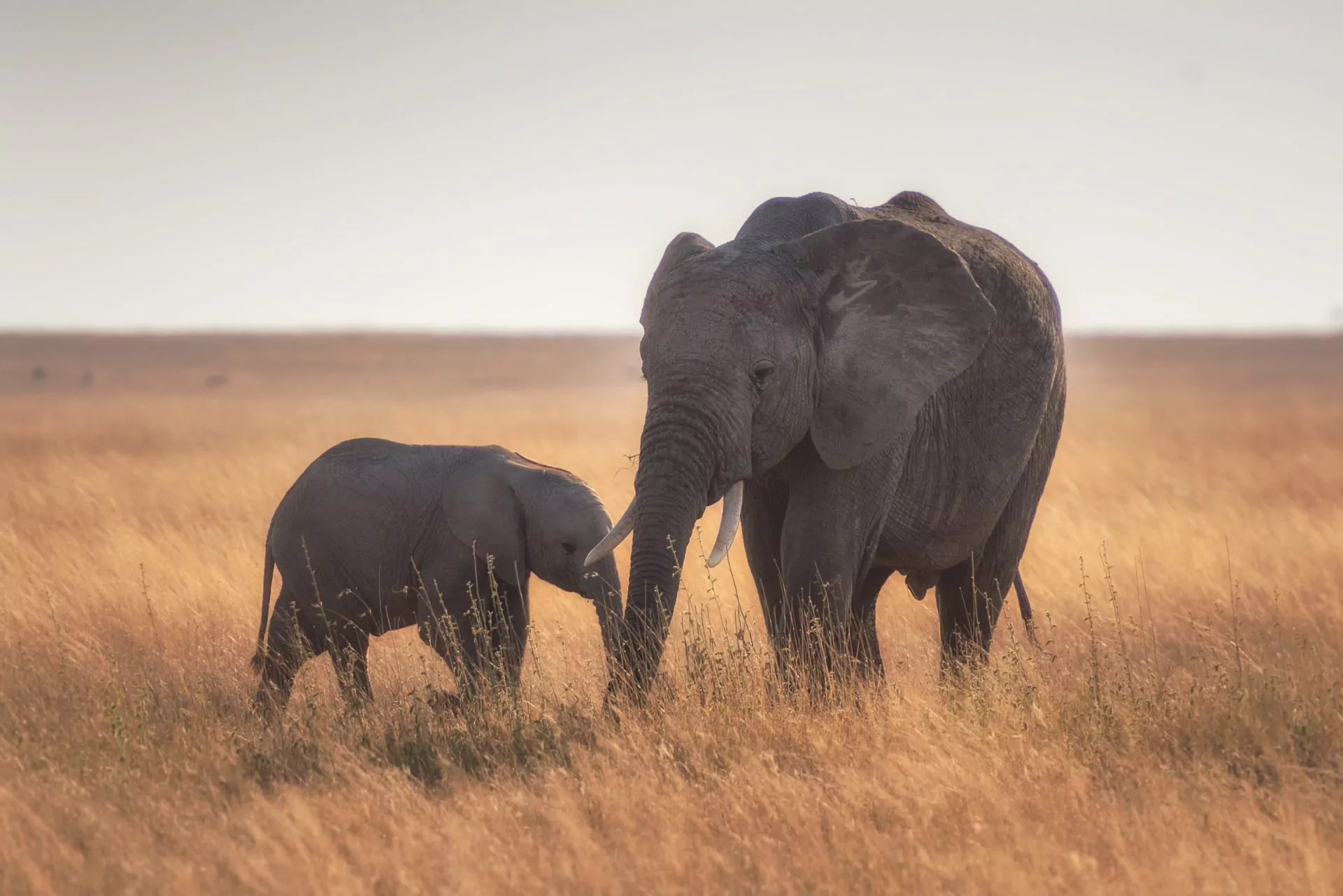Kenia Baden und Safari tembo elefanten