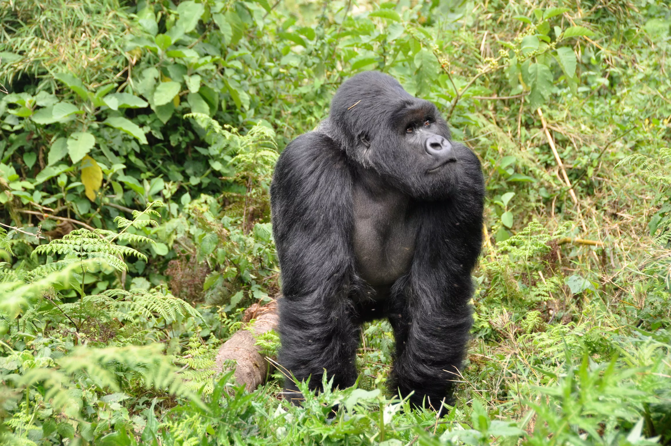 Uganda Selbstfahrer Reise Bwindi Nationalpark Berggorilla