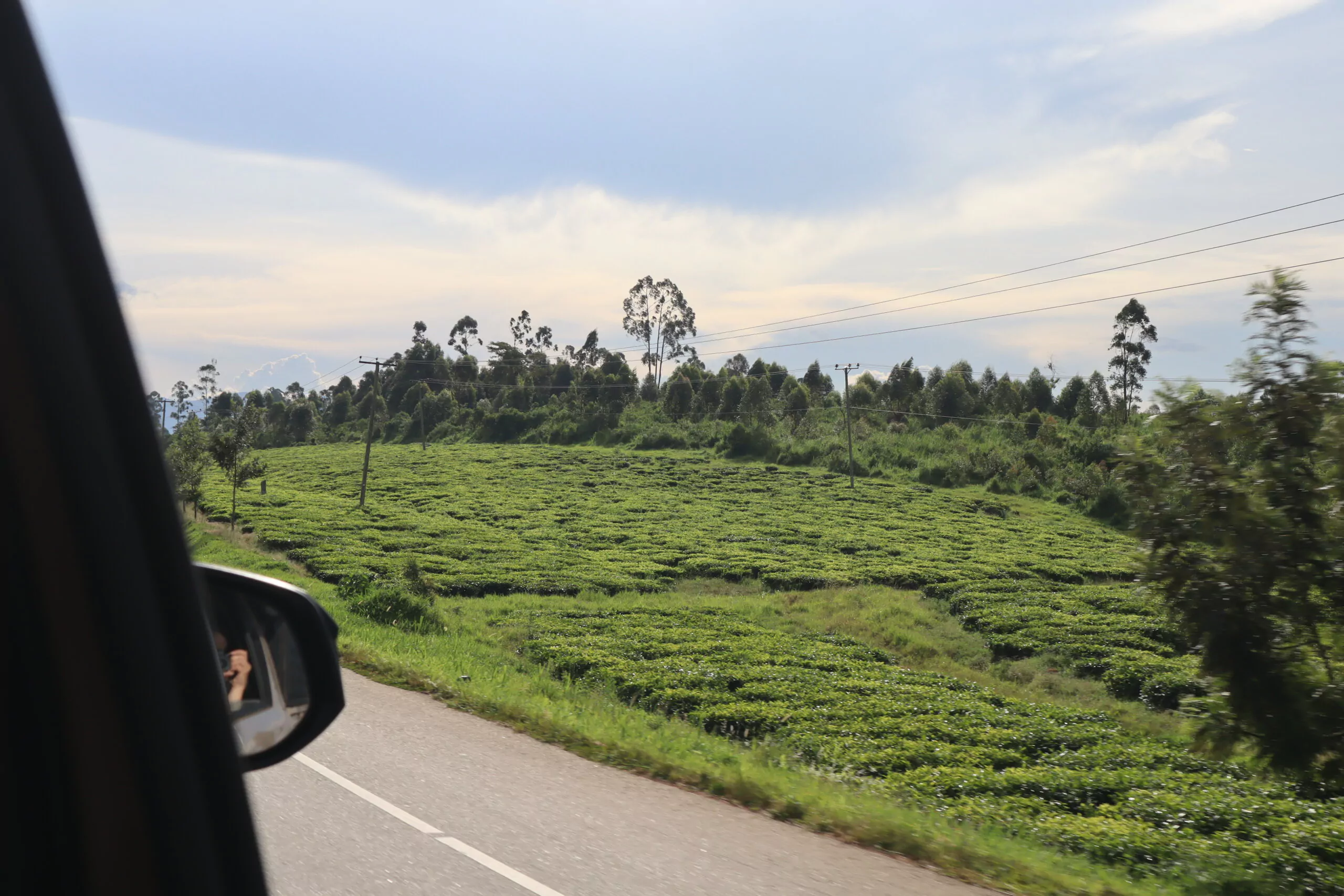 Uganda Selbstfahrer Reise Kibale Nationalpark Strasse durch Teeplantagen