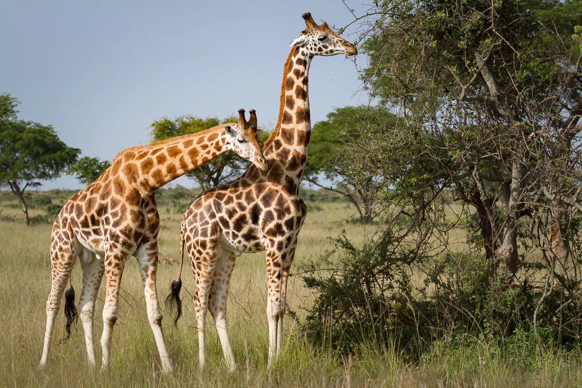Uganda Selbstfahrer Reise Murchison Falls Nationalpark Giraffen