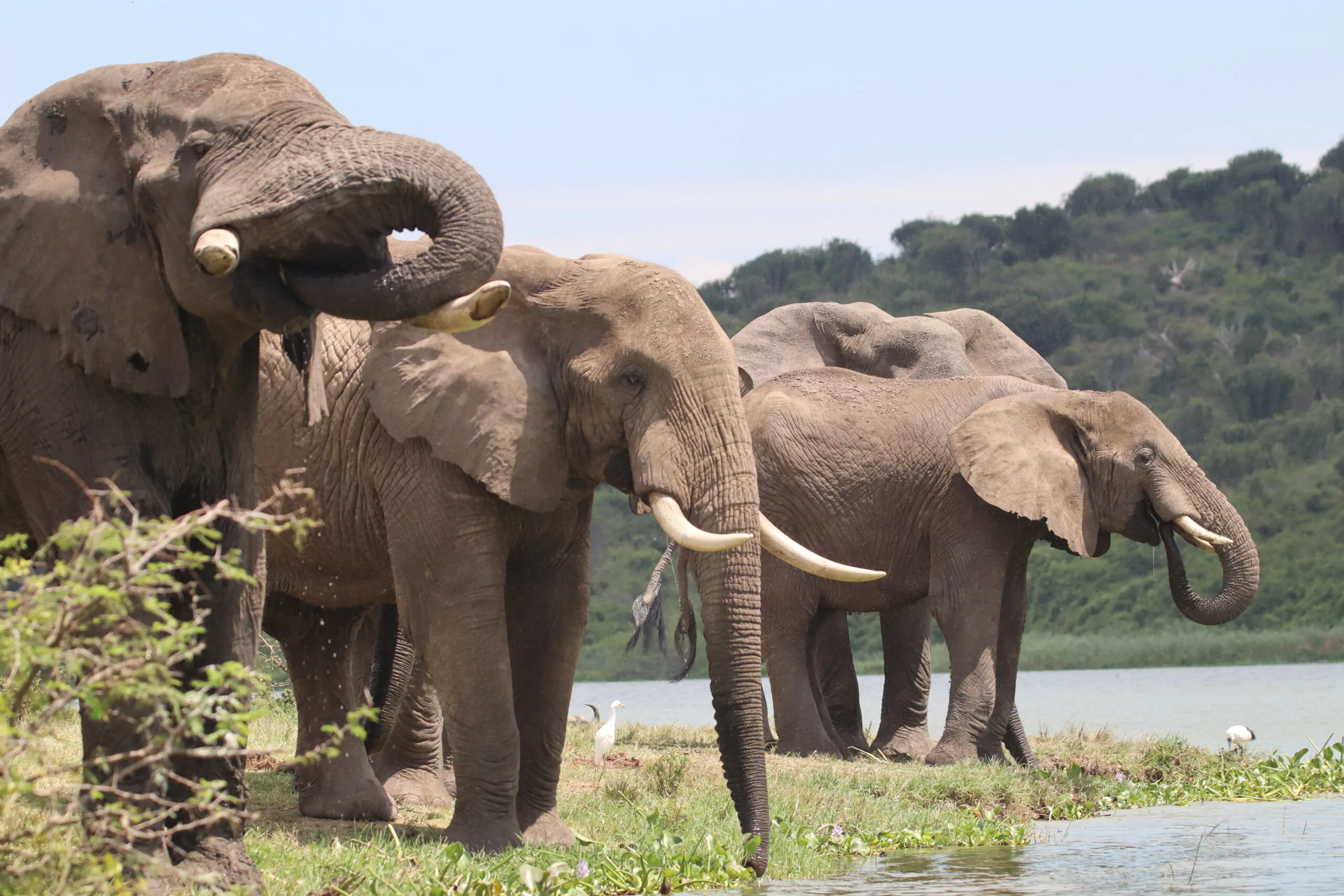 Uganda Selbstfahrer Reise Queen Elizabeth Nationalpark Kazinga Kanal Elefanten beim Trinken