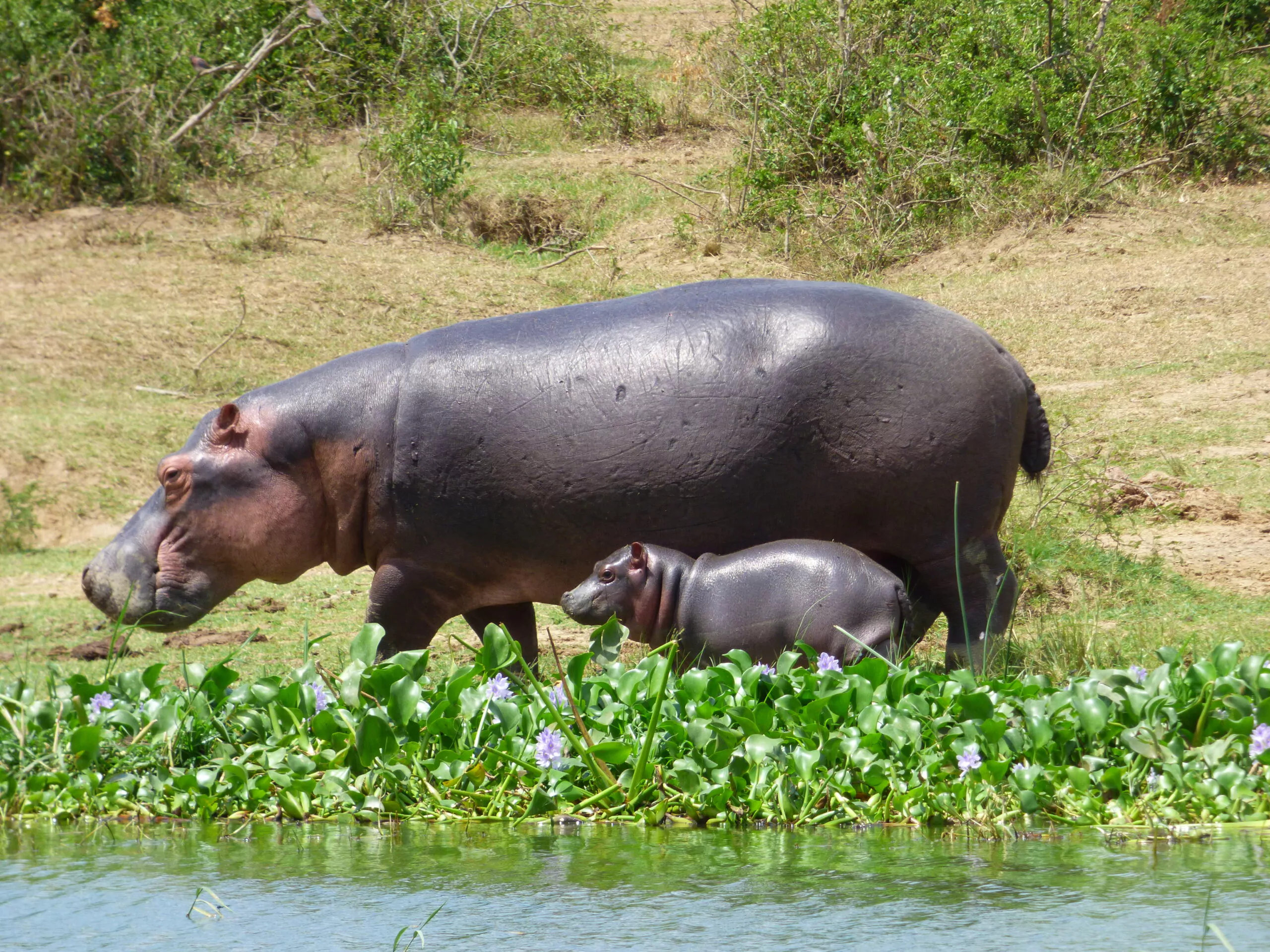 Uganda Selbstfahrer Reise Queen Elizabeth Nationalpark Kazinga Kanal Nilpferd mit Baby